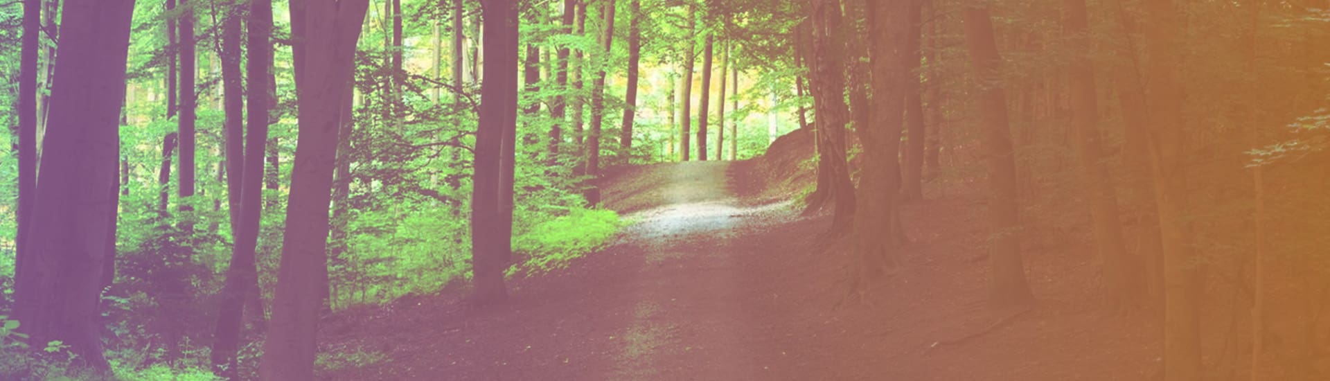 A trail in the woods with trees and sunlight coming through.