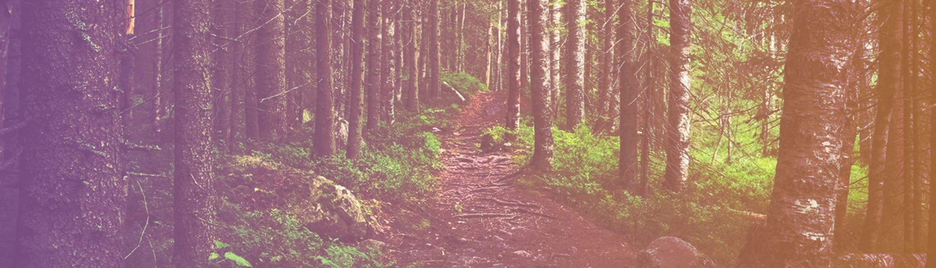 A trail in the woods with trees and plants